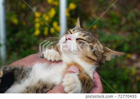 Stray cat kitten hugged quietly 72770493