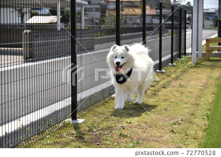 Samoyed dog playing with a dog run Samoyed dog playing with a dog run 72770528