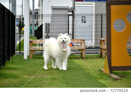 Samoyed dog playing with a dog run Samoyed dog playing with a dog run 72770529