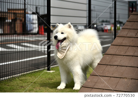 Samoyed dog playing with a dog run Samoyed dog playing with a dog run 72770530