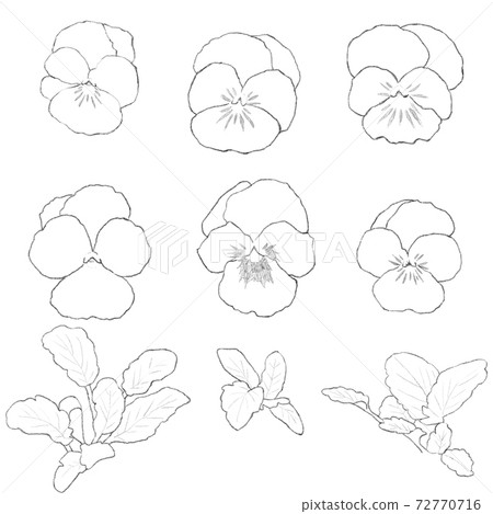 Pansy line art 72770716