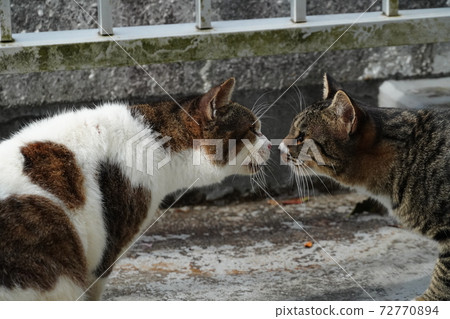 Stray cat family exchanging greetings Stray cat family exchanging greetings 72770894