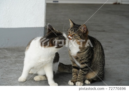 流浪貓家庭問候 72770896