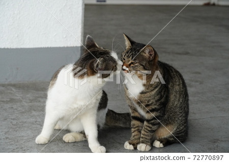 流浪貓家庭問候 72770897