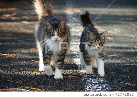 Stray cat parent and child walking side by side Stray cat parent and child walking side by side 72771058