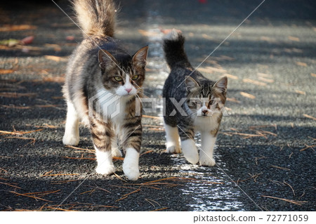 流浪貓父母和孩子並肩行走 流浪貓父母和孩子並肩行走 72771059