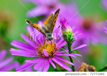 Lycaena phlaeas 72771060