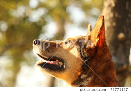 狗可愛的雜種,獨特 狗可愛的雜種,獨特 72771127