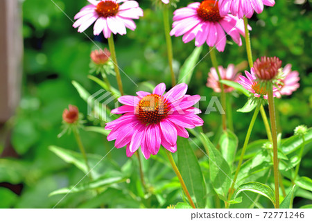 紫錐菊,在春天盛開的花 紫錐菊,在春天盛開的花 72771246
