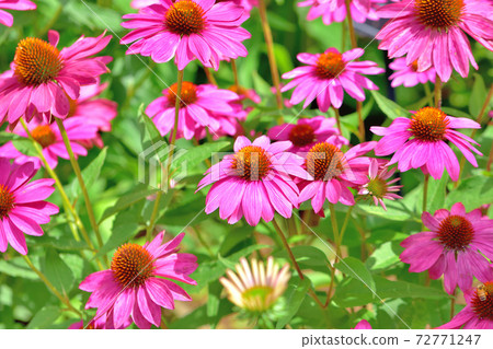 Echinacea, a flower that blooms in spring Echinacea, a flower that blooms in spring 72771247