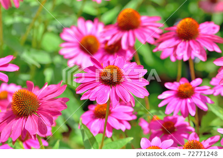 Echinacea, a flower that blooms in spring Echinacea, a flower that blooms in spring 72771248