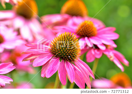 Echinacea, a flower that blooms in spring 72771312