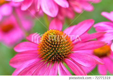 Echinacea, a flower that blooms in spring Echinacea, a flower that blooms in spring 72771319