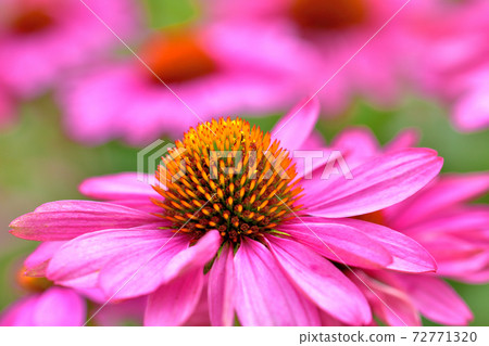 Echinacea, a flower that blooms in spring 72771320