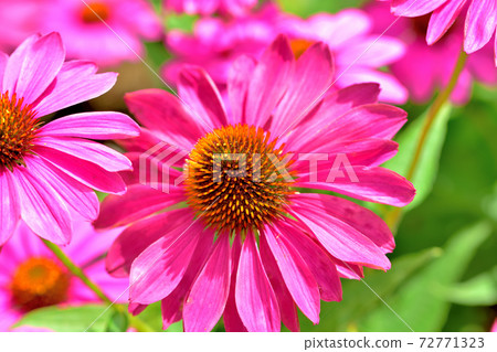 Echinacea, a flower that blooms in spring 72771323