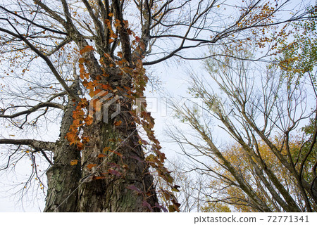 A beautiful landscape with autumnal ivy entwined on a large tree trunk A beautiful landscape with autumnal ivy entwined on a large tree trunk 72771341