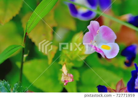Torenia, a purple flower that blooms in spring Torenia, a purple flower that blooms in spring 72771959