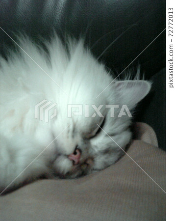 Sleeping chinchilla silver Sleeping chinchilla silver 72772013