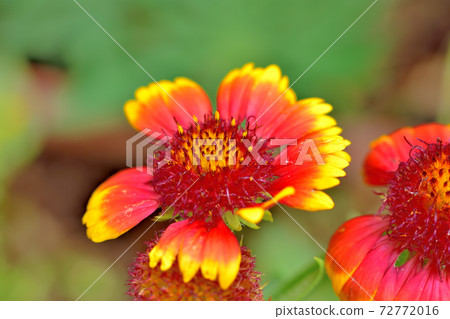 Indian blanket, a flower that blooms in spring 72772016