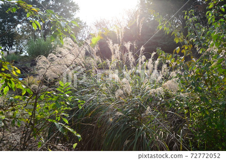 A group of Japanese pampas grass that shines against the sun A group of Japanese pampas grass that shines against the sun 72772052