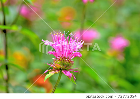 Flower that blooms in spring, Monarda 72772054