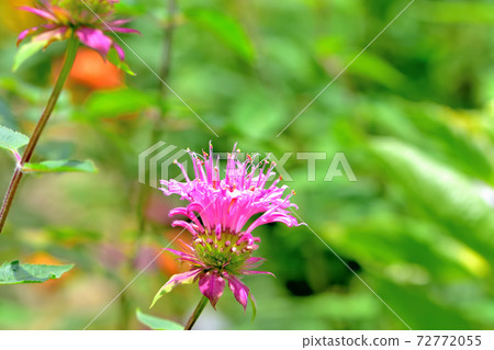 Monarda，春天盛開的花 72772055
