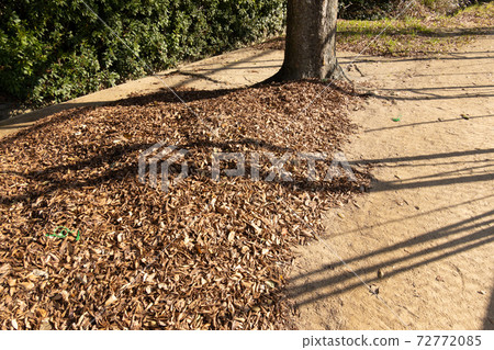 Dead leaves 72772085