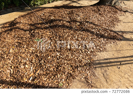 Dead leaves 72772086
