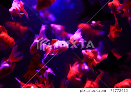 Beautiful goldfish 72772413