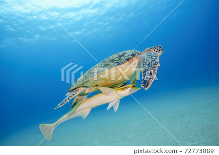 海龜 海龜 72773089