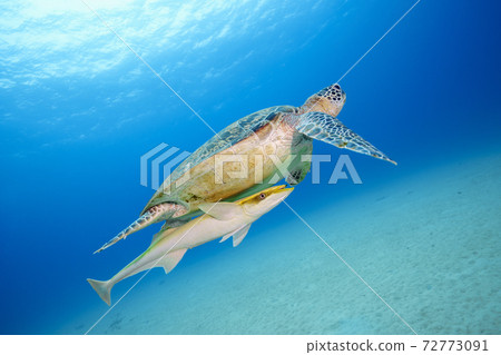 Sea turtle Sea turtle 72773091