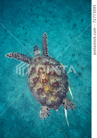 海龜 72773095