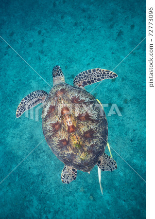 海龜 海龜 72773096
