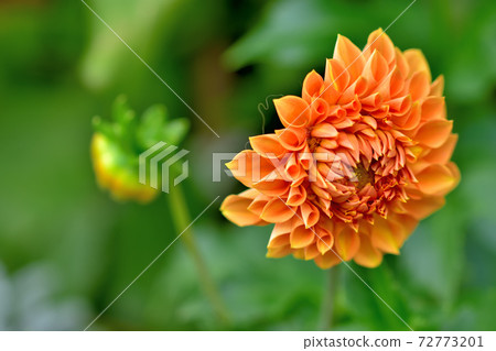 達莉婭，春天盛開的花 72773201