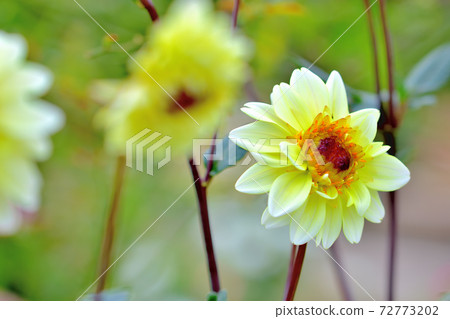 達莉婭,春天盛開的花 達莉婭,春天盛開的花 72773202