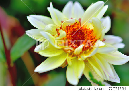 Dahlia, a flower that blooms in spring Dahlia, a flower that blooms in spring 72773264