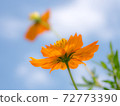 Blue sky and Kibana Cosmos 72773390