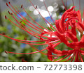 A cluster amaryllis of the waterfront 72773398