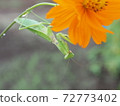 Flowers and mantis 72773402
