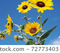 Midsummer Sunflower 72773403