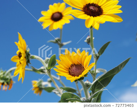 仲夏向日葵 仲夏向日葵 72773403