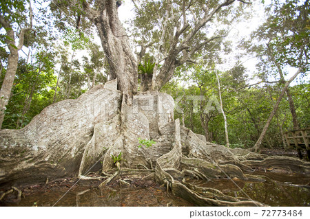 Iriomote Island Mangrove 72773484