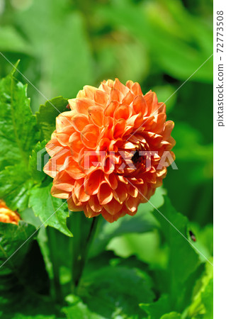 Dahlia, a flower that blooms in spring Dahlia, a flower that blooms in spring 72773508