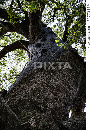 A-bombed camphor tree at Sanno Shrine in Nagasaki A-bombed camphor tree at Sanno Shrine in Nagasaki 72773559