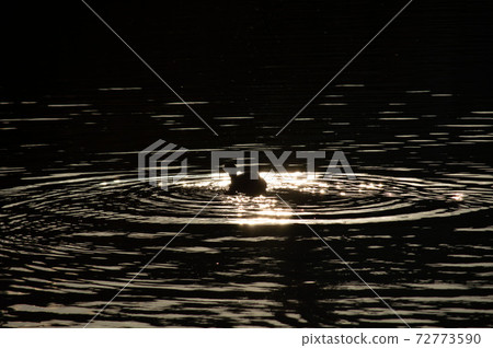 May swim in the light.jpg May swim in the light.jpg 72773590