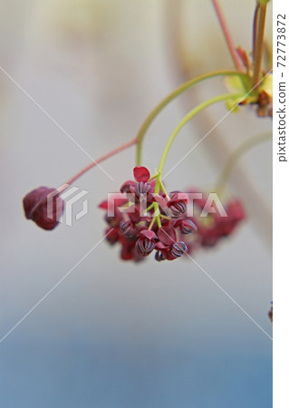 Akebi flower 72773872