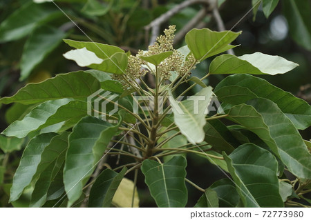 Natural plant Kukui, panicles are attached to the tips of branches with spiral leaves. The flower is a white five-petaled flower Natural plant Kukui, panicles are attached to the tips of branches with spiral leaves. The flower is a white five-petaled flower 72773980