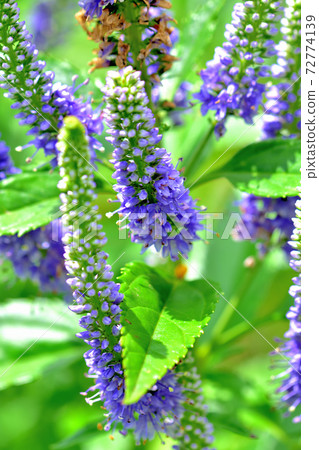 Veronica Spicata 春天盛開的紫色花 照片素材 圖片 圖庫