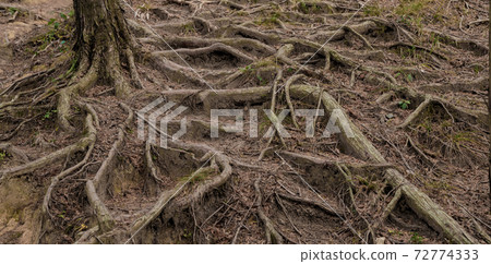 Tree roots that emerge from the ground Tree roots that emerge from the ground 72774333