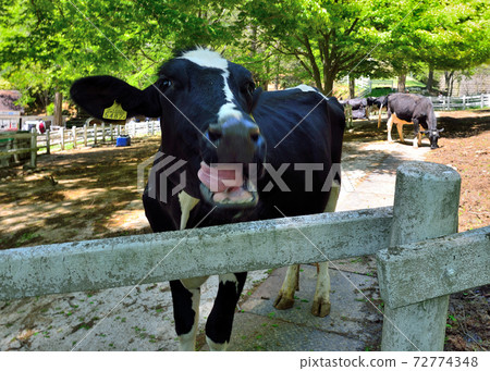 一頭牛 一頭牛 72774348